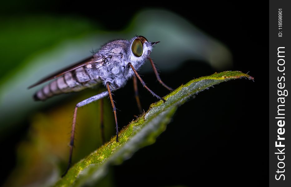Brown Robberfly Perched on Green Leaf Macro Photography