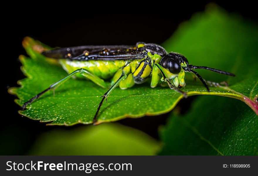 Antenna, Biology, Blur