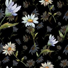 Wildflower Daisy. Seamless Background Pattern. Fabric Wallpaper Print Texture. Stock Image