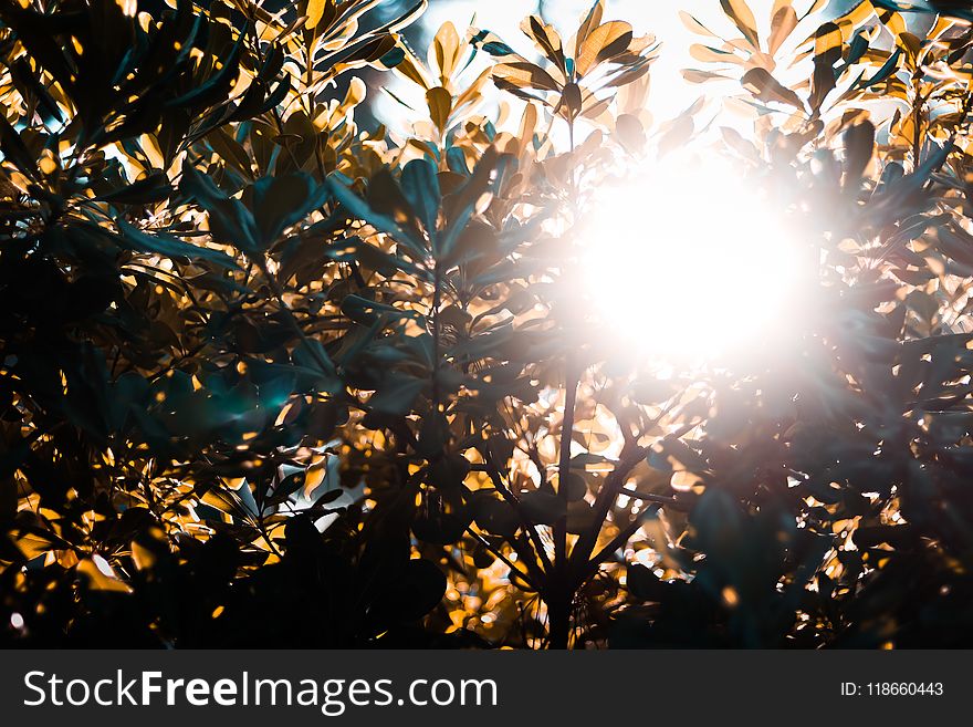 Backlit, Branches, Bright