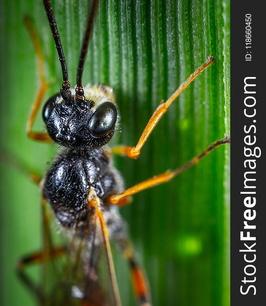 Animal, Photography, Antenna