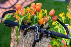 Bicycle Basket With Spring Tulips Stock Photos