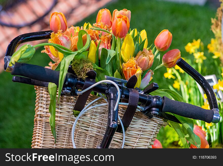 Bicycle basket filled with spring tulips is ready for delivery. Bicycle basket filled with spring tulips is ready for delivery