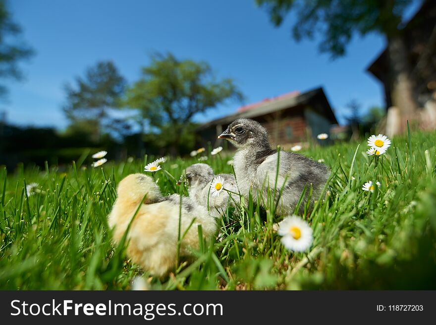 Chickens in spring outdoors on green grass