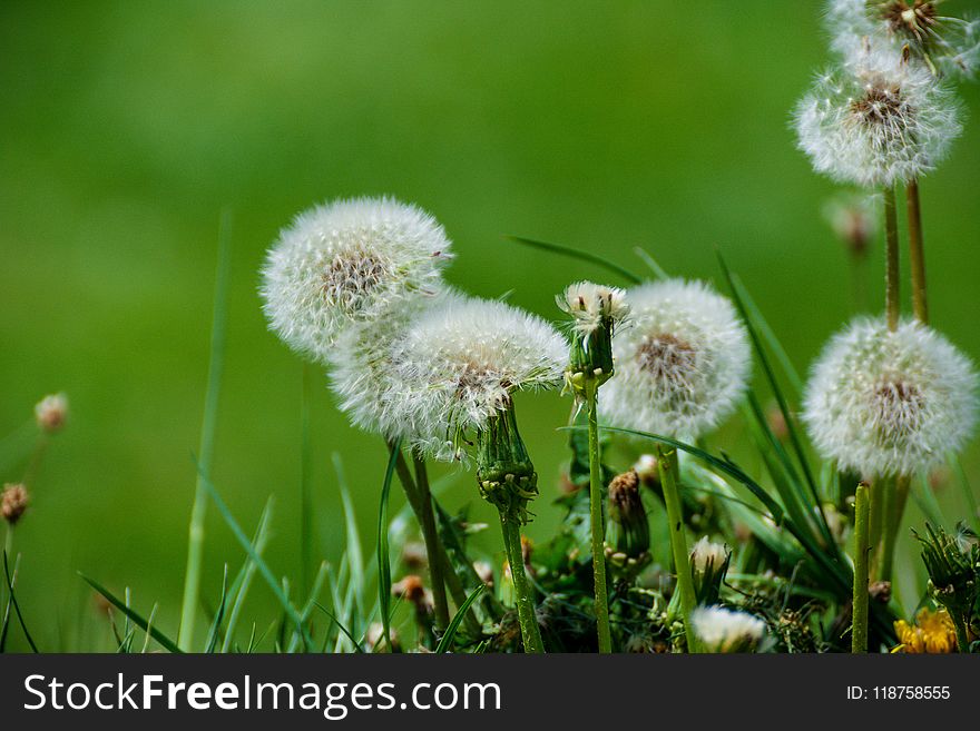 Beautiful, Blooming, Blossom