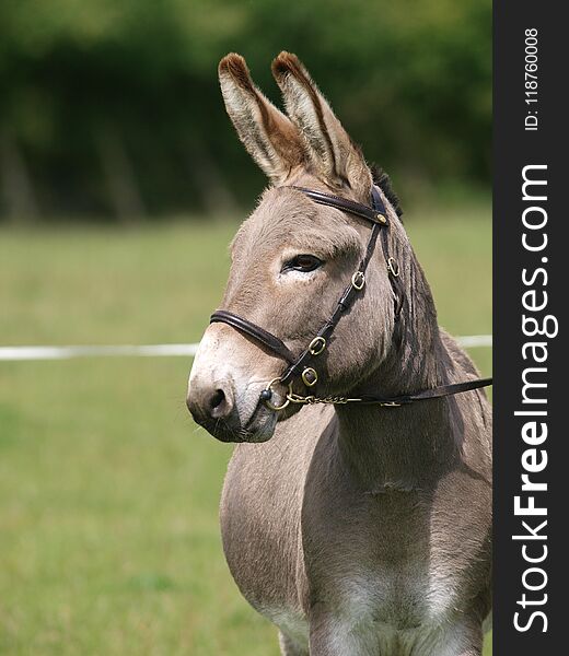 Donkey headshot