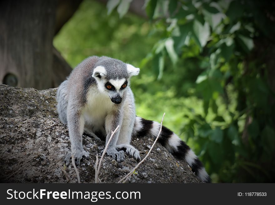 Fauna, Mammal, Lemur, Wildlife