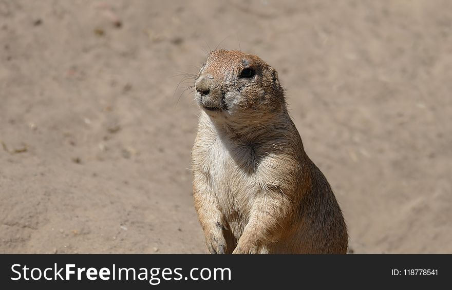 Mammal, Prairie Dog, Terrestrial Animal, Meerkat