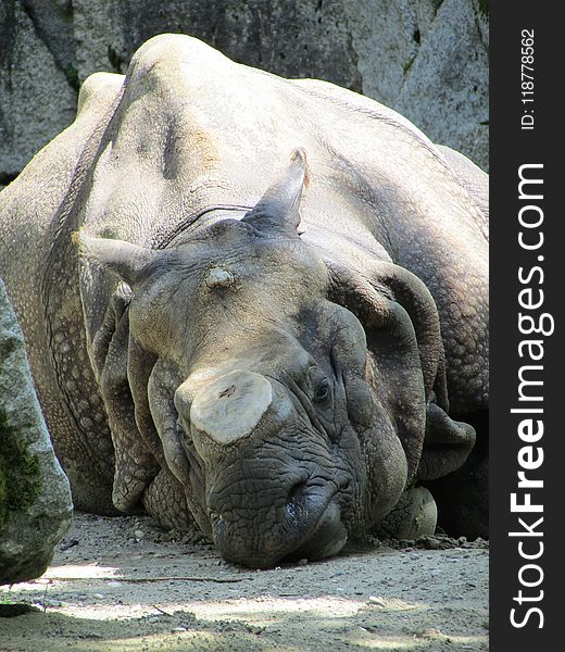 Rhinoceros, Terrestrial Animal, Fauna, Head