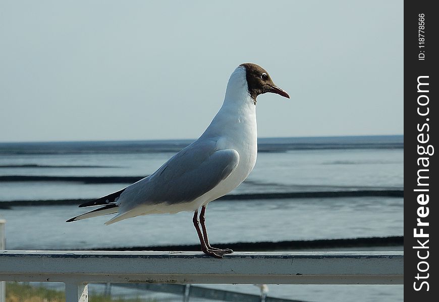 Bird, Seabird, Gull, Fauna