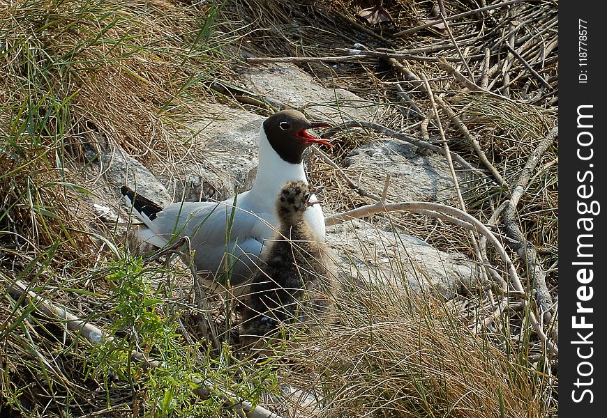 Bird, Fauna, Ecosystem, Beak