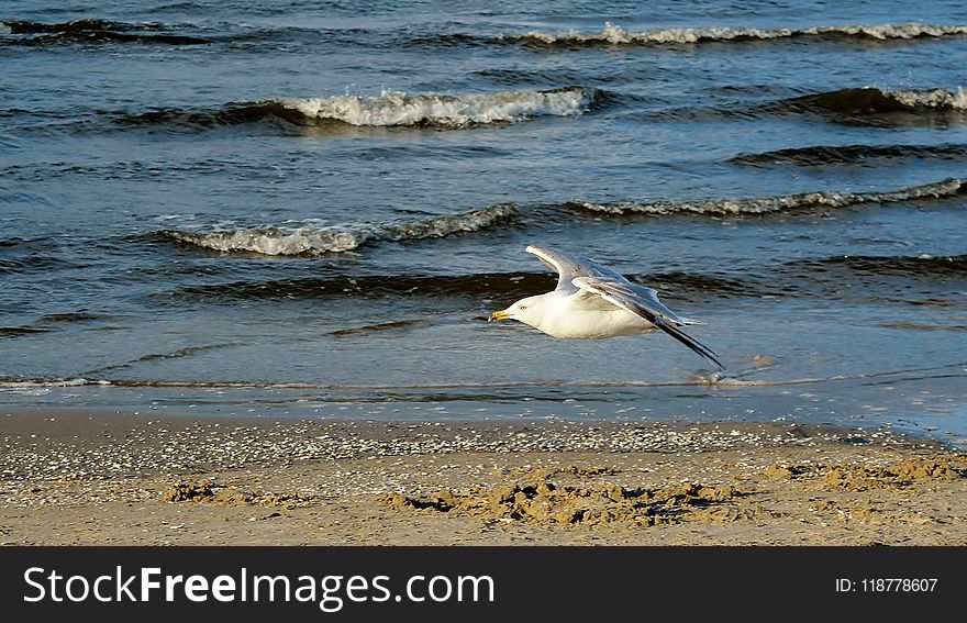 Sea, Shore, Water, Ocean