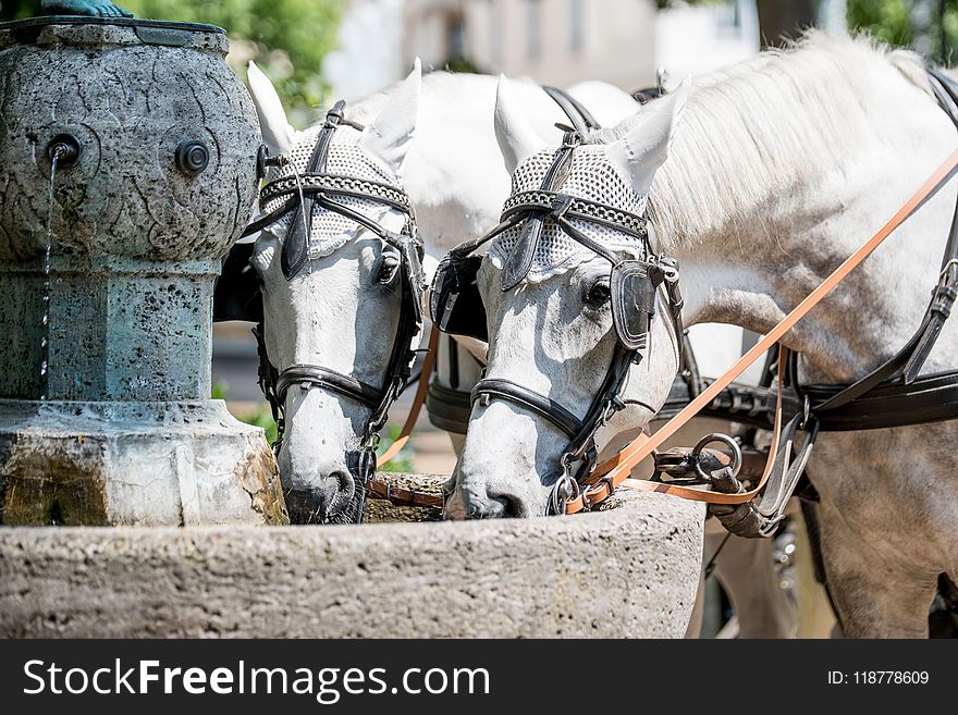 Horse Harness, Horse, Carriage, Rein
