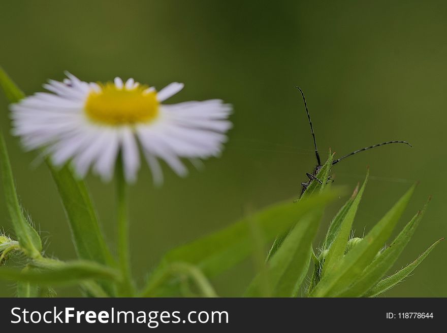 Insect, Flower, Macro Photography, Close Up