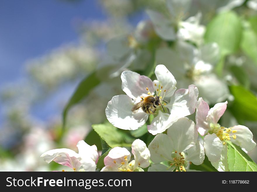 Blossom, Bee, Nectar, Flora