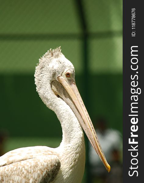 Beak, Pelican, Bird, Close Up