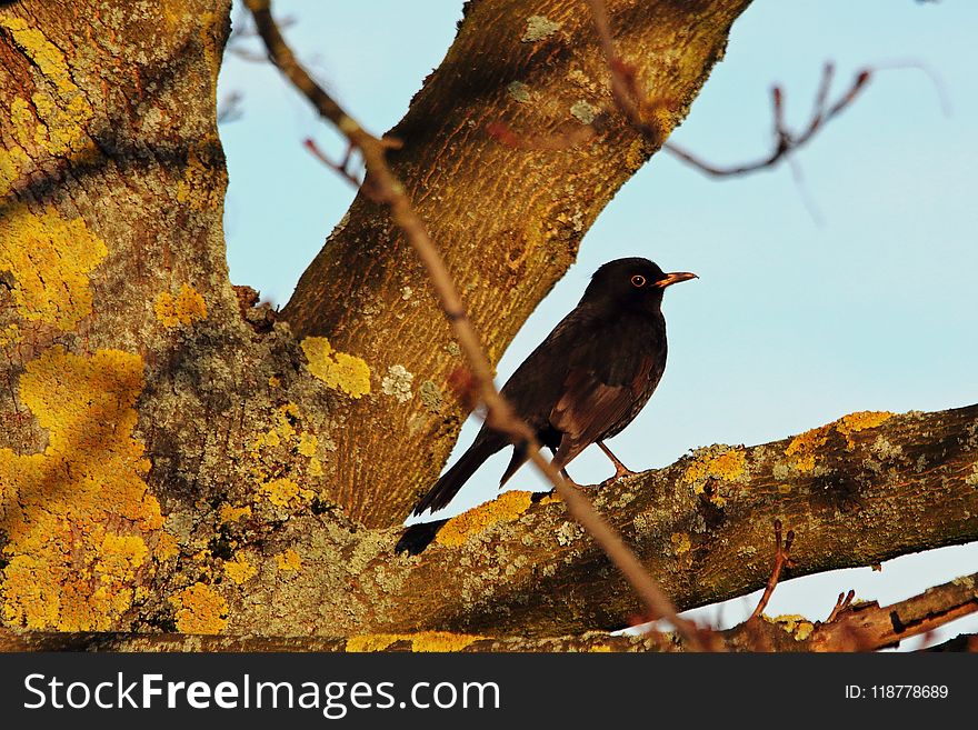 Bird, Fauna, Beak, Wildlife