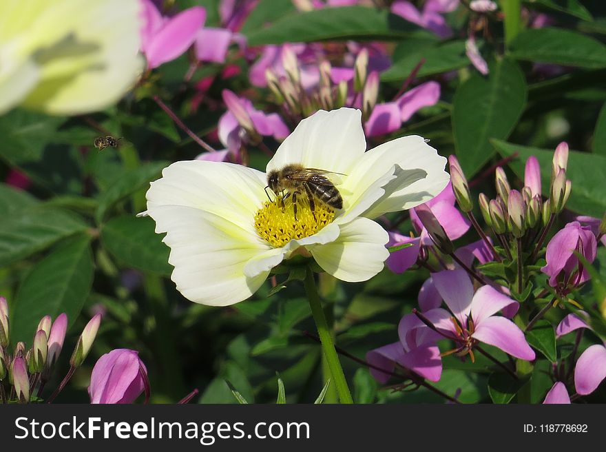 Flower, Flora, Nectar, Wildflower