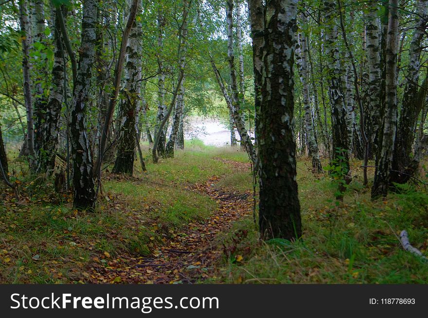 Ecosystem, Woodland, Nature Reserve, Temperate Broadleaf And Mixed Forest