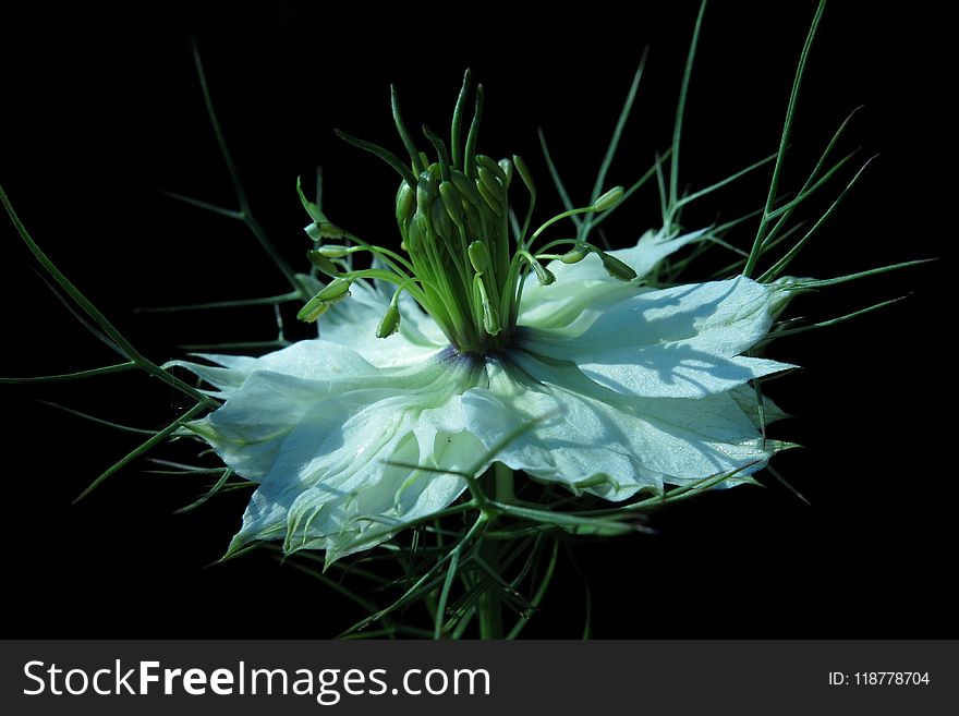 Flower, Plant, Flora, Flowering Plant