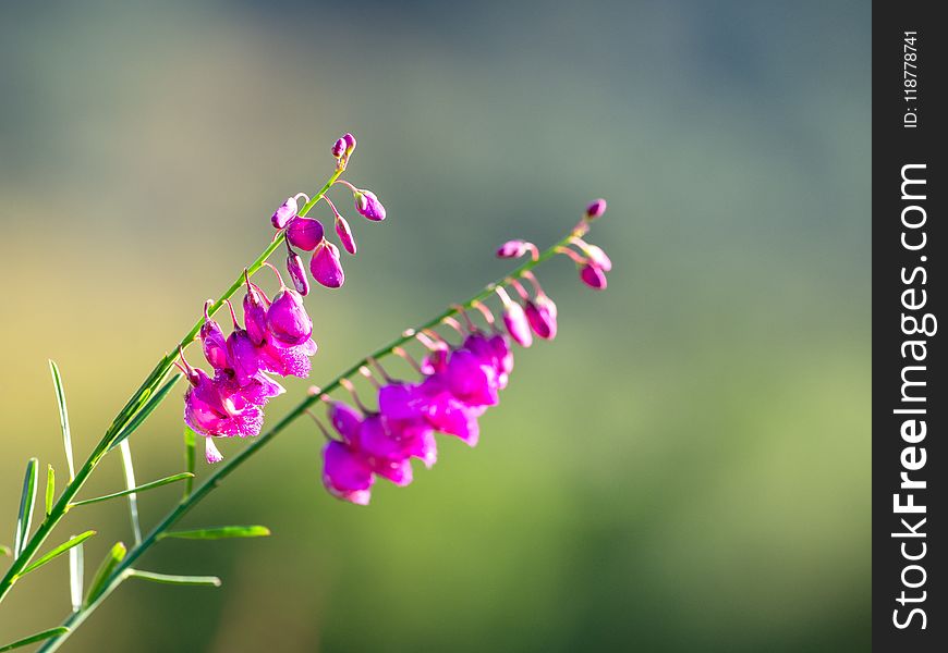 Flower, Flora, Macro Photography, Close Up