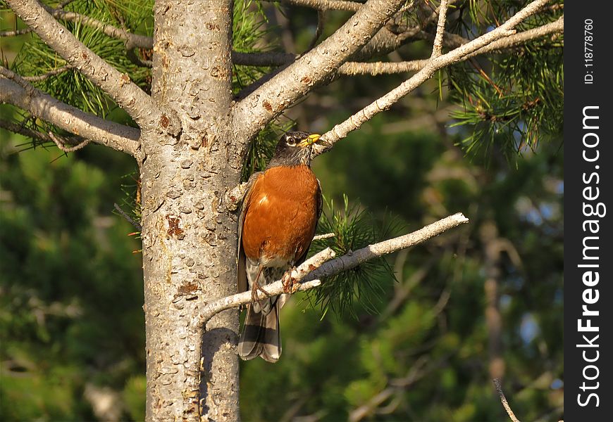 Bird, Fauna, Beak, Old World Flycatcher