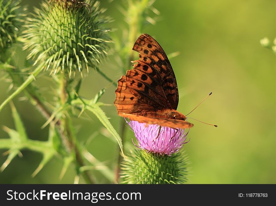 Butterfly, Insect, Moths And Butterflies, Brush Footed Butterfly