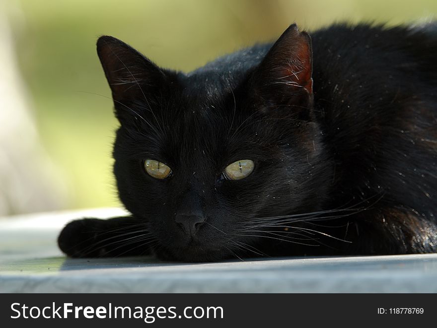 Cat, Black Cat, Black, Whiskers