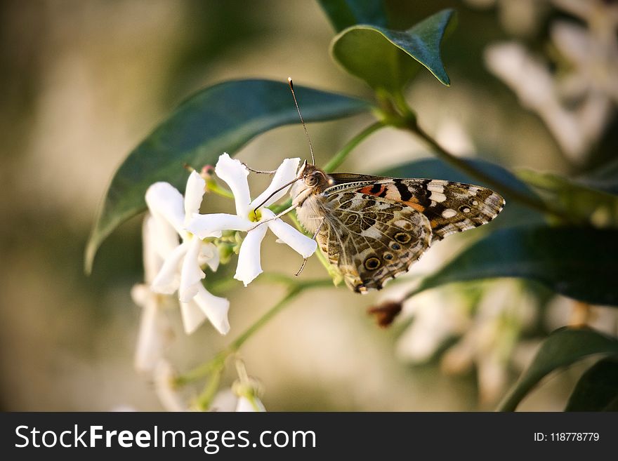 Insect, Moths And Butterflies, Butterfly, Pollinator