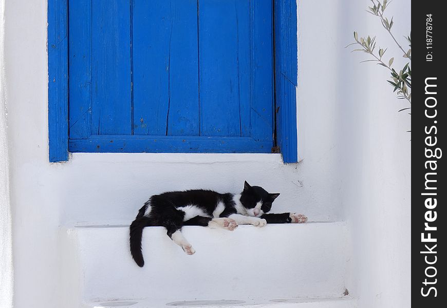 Cat, Small To Medium Sized Cats, Cat Like Mammal, Window