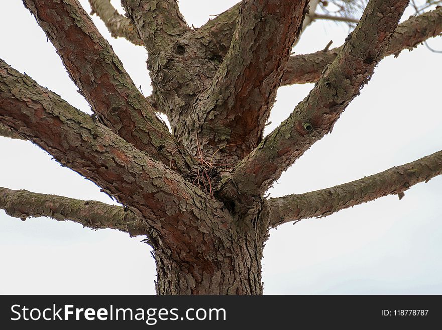 Tree, Branch, Woody Plant, Trunk