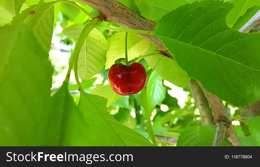 Leaf, Cherry, Fruit, Branch