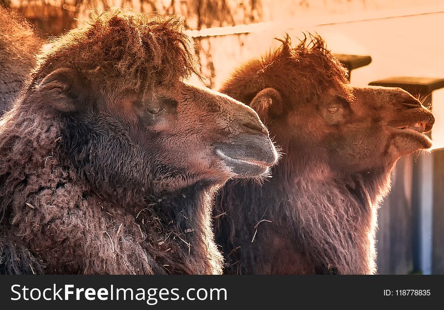 Fauna, Camel Like Mammal, Camel, Bison