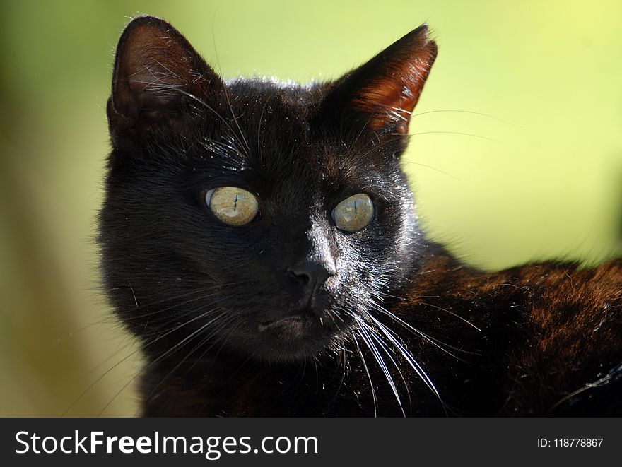 Cat, Black Cat, Whiskers, Small To Medium Sized Cats