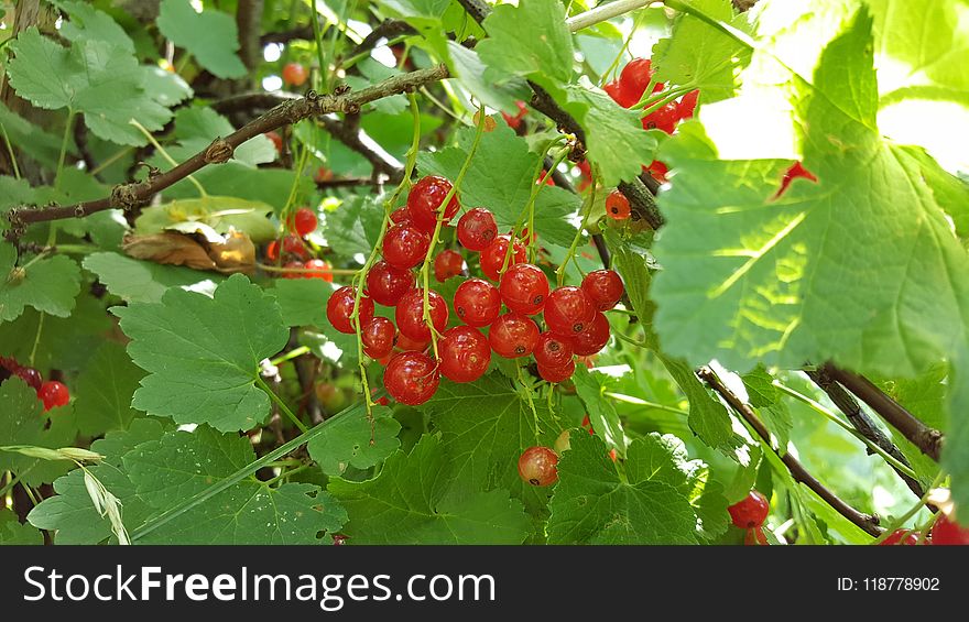 Fruit, Berry, Mulberry, Plant