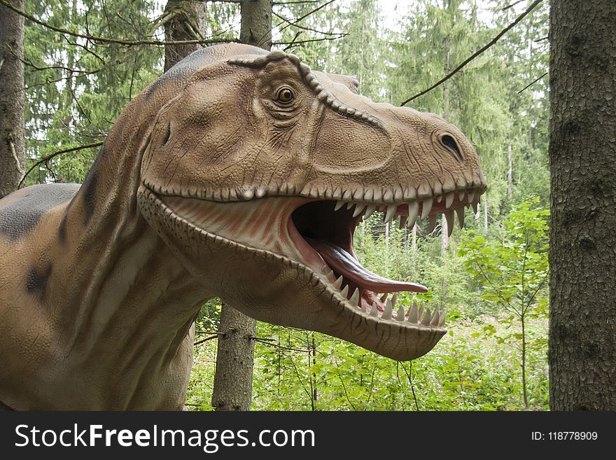 Dinosaur, Terrestrial Animal, Fauna, Tyrannosaurus