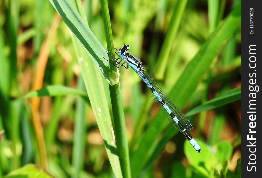 Insect, Dragonflies And Damseflies, Damselfly, Dragonfly