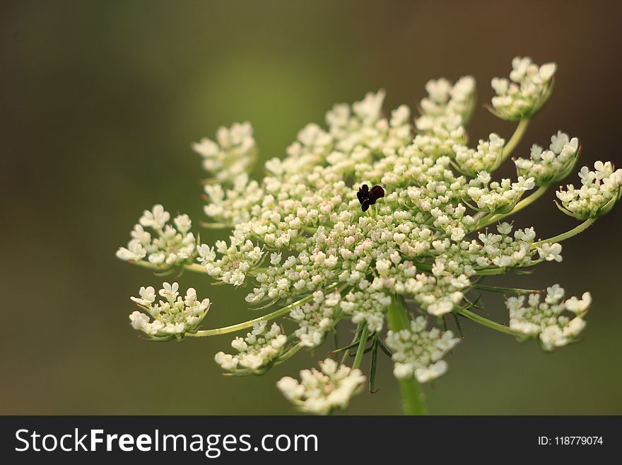 Cow Parsley, Apiales, Flora, Parsley Family