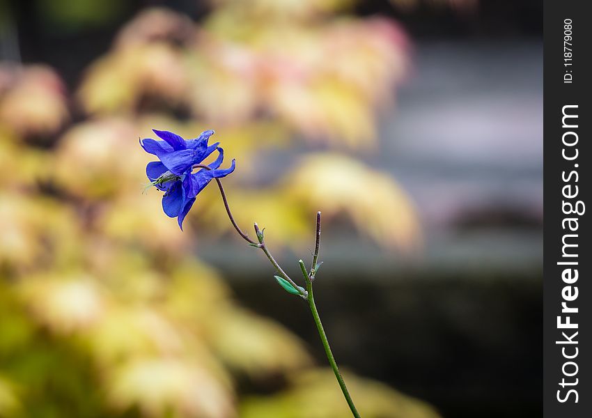 Flora, Flower, Plant, Leaf