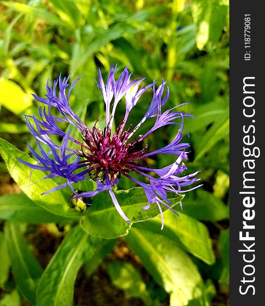 Flower, Plant, Flora, Purple