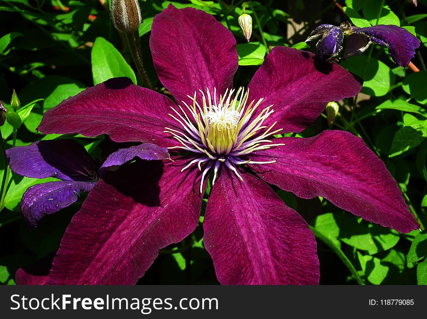 Flower, Plant, Purple, Flora