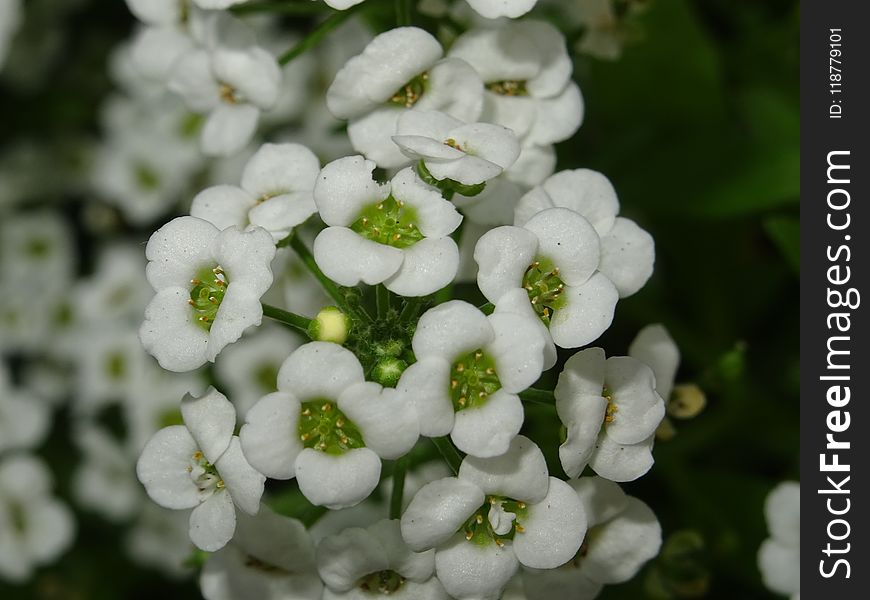 White, Flower, Flora, Viburnum