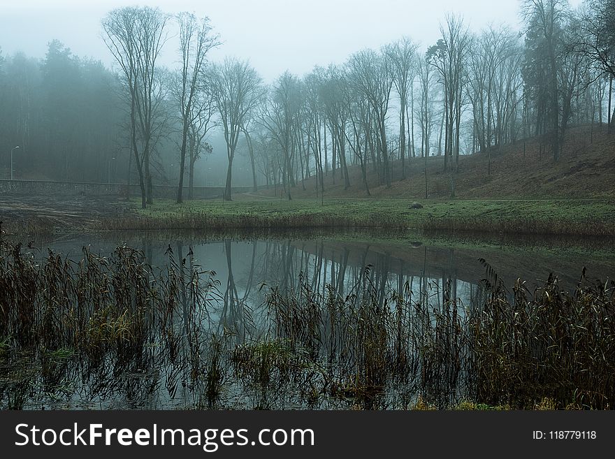 Wetland, Fog, Mist, Water