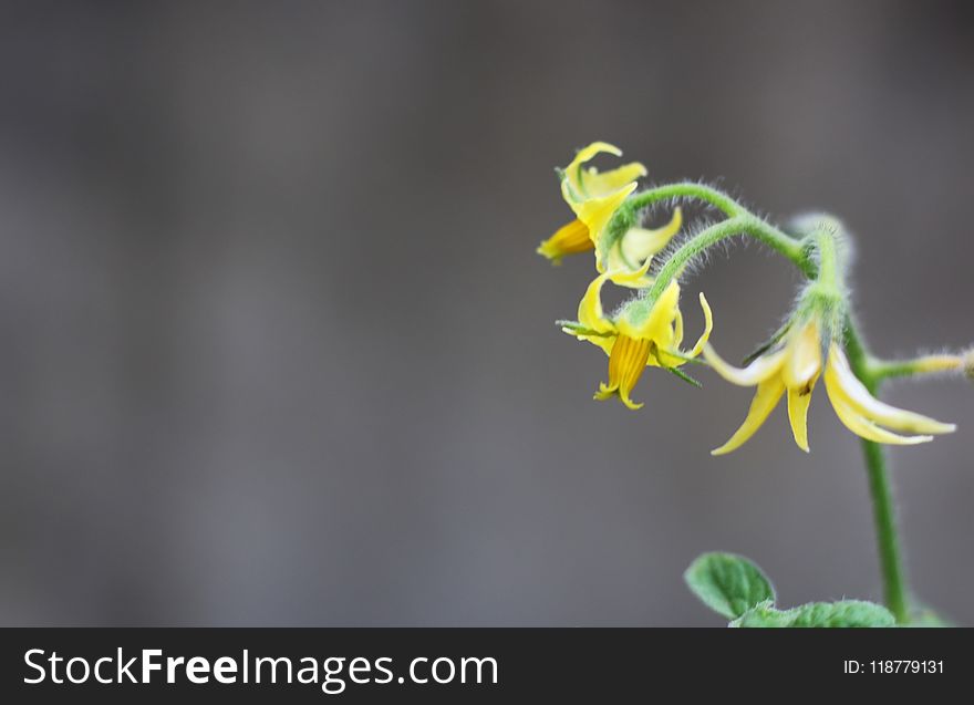 Flora, Plant, Flower, Close Up