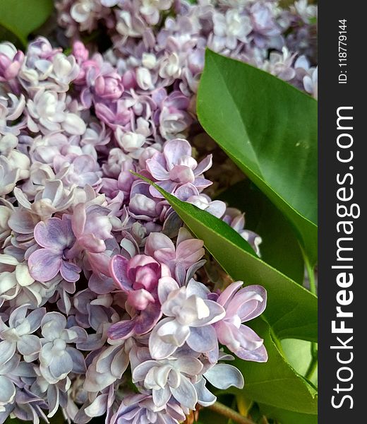 Flower, Lilac, Flora, Plant