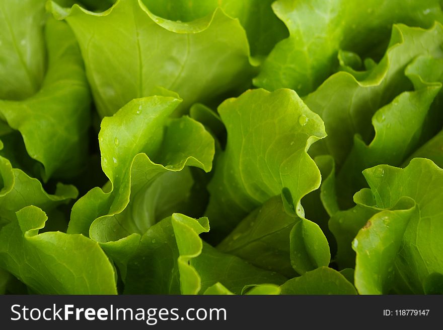 Leaf Vegetable, Lettuce, Leaf, Close Up