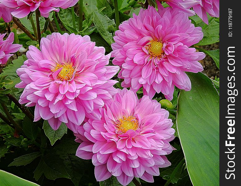 Flower, Pink, Plant, Flora