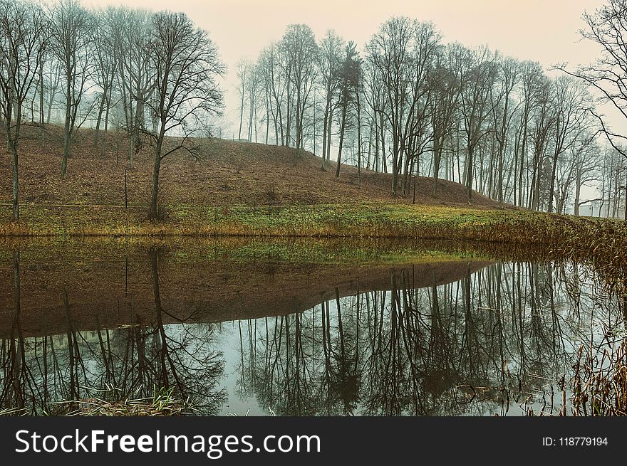 Reflection, Water, Nature, Tree