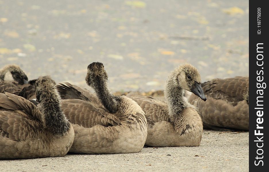 Fauna, Water Bird, Ducks Geese And Swans, Beak