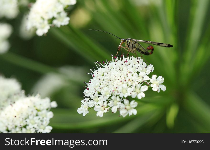 Cow Parsley, Parsley Family, Insect, Nectar